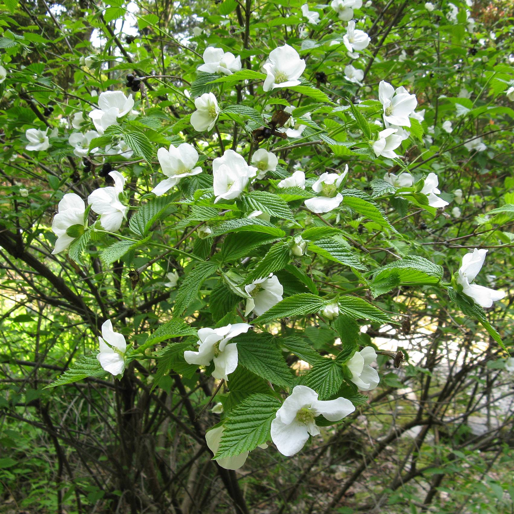 Promesse de Fleurs - Rhodotypos scandens - Faux corète Pot de 3L/4L - Image 1