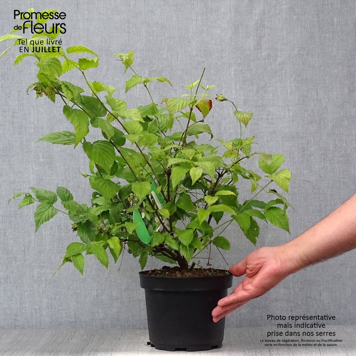 Promesse de Fleurs - Rhodotypos scandens - Faux corète Pot de 3L/4L - Image 2