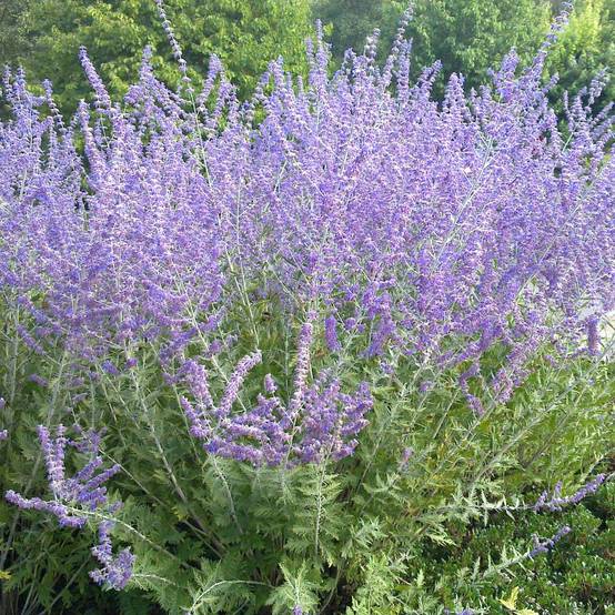 Perovskia atriplicifolia Blue Spire - Sauge de Sibérie Pot de 2L/3L