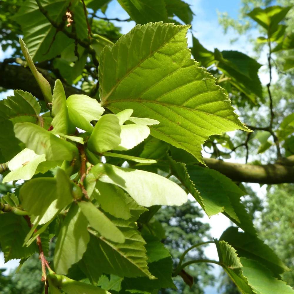 Érable rufinerve, Acer rufinerve - Pot de 15L - Baliveau