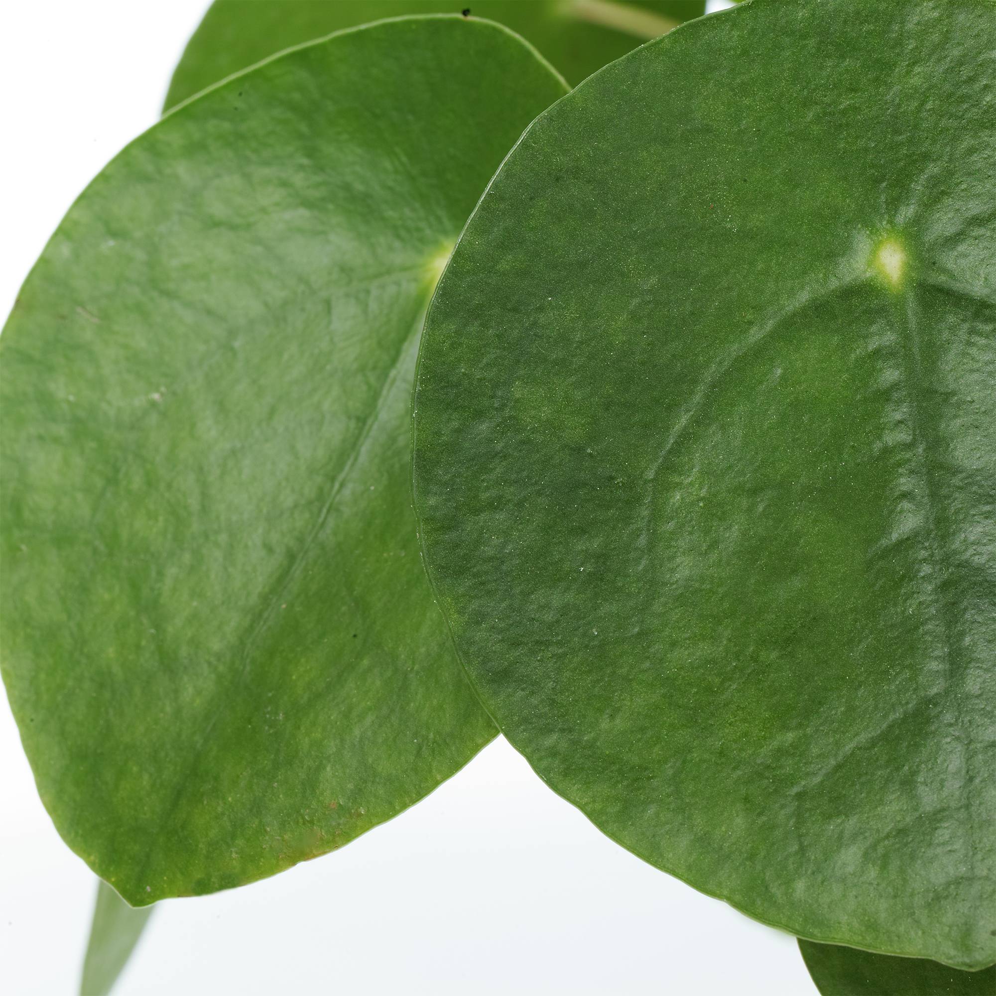Gardenersdream - Pilea Peperomioides De 20 À 30 Cm Avec Pot Plante À Monnaie Chinoise Pour Bureaux - GardenersDream - Image 3