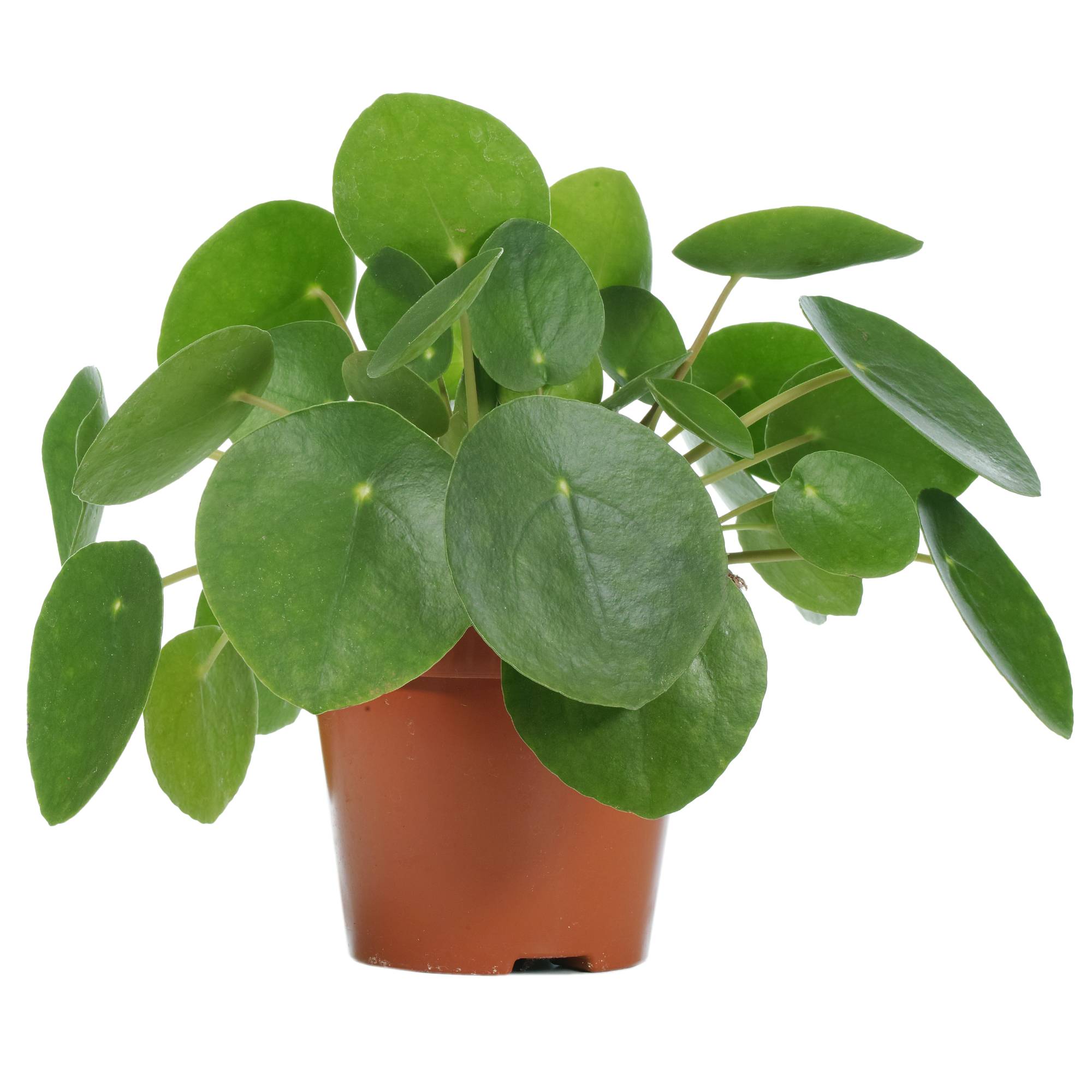 Gardenersdream - Pilea Peperomioides De 20 À 30 Cm Avec Pot Plante À Monnaie Chinoise Pour Bureaux - GardenersDream - Image 2