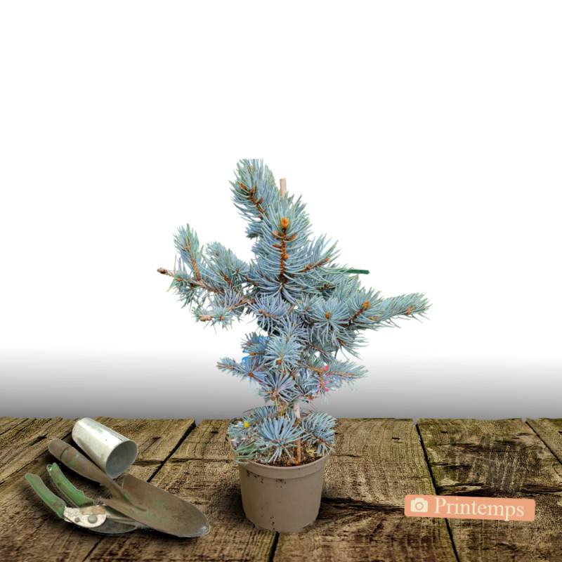 Épicéa bleu Glauca Globosa, Picea pungens - Pot de 3L - 20/40 cm - Image 6