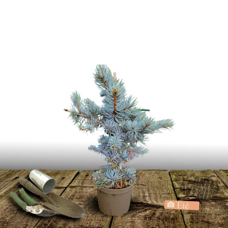 Épicéa bleu Glauca Globosa, Picea pungens - Pot de 3L - 20/40 cm - Image 4