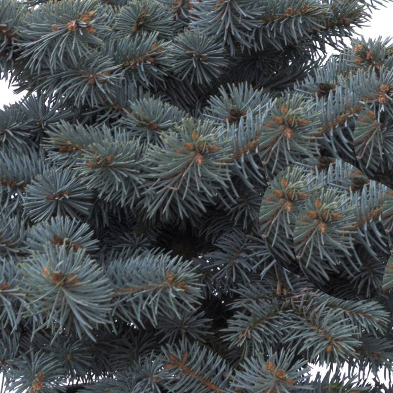 Épicéa bleu Glauca Globosa, Picea pungens - Pot de 3L - 20/40 cm - Image 1