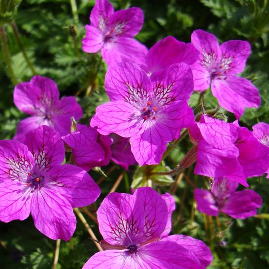 Erodium manescavii - Bec de Grue Godet de 8/9 cm