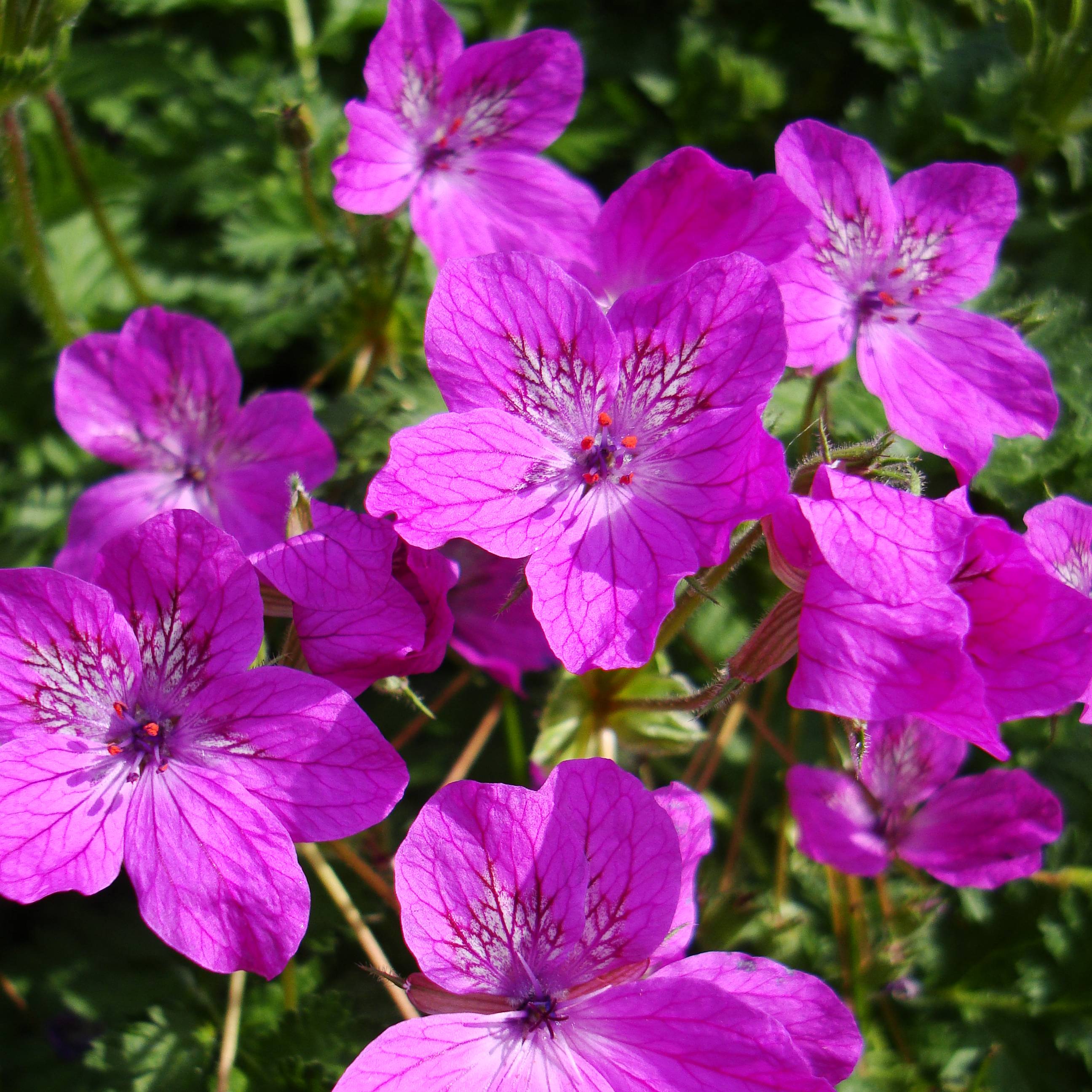 Erodium manescavii - Bec de Grue Godet de 8/9 cm