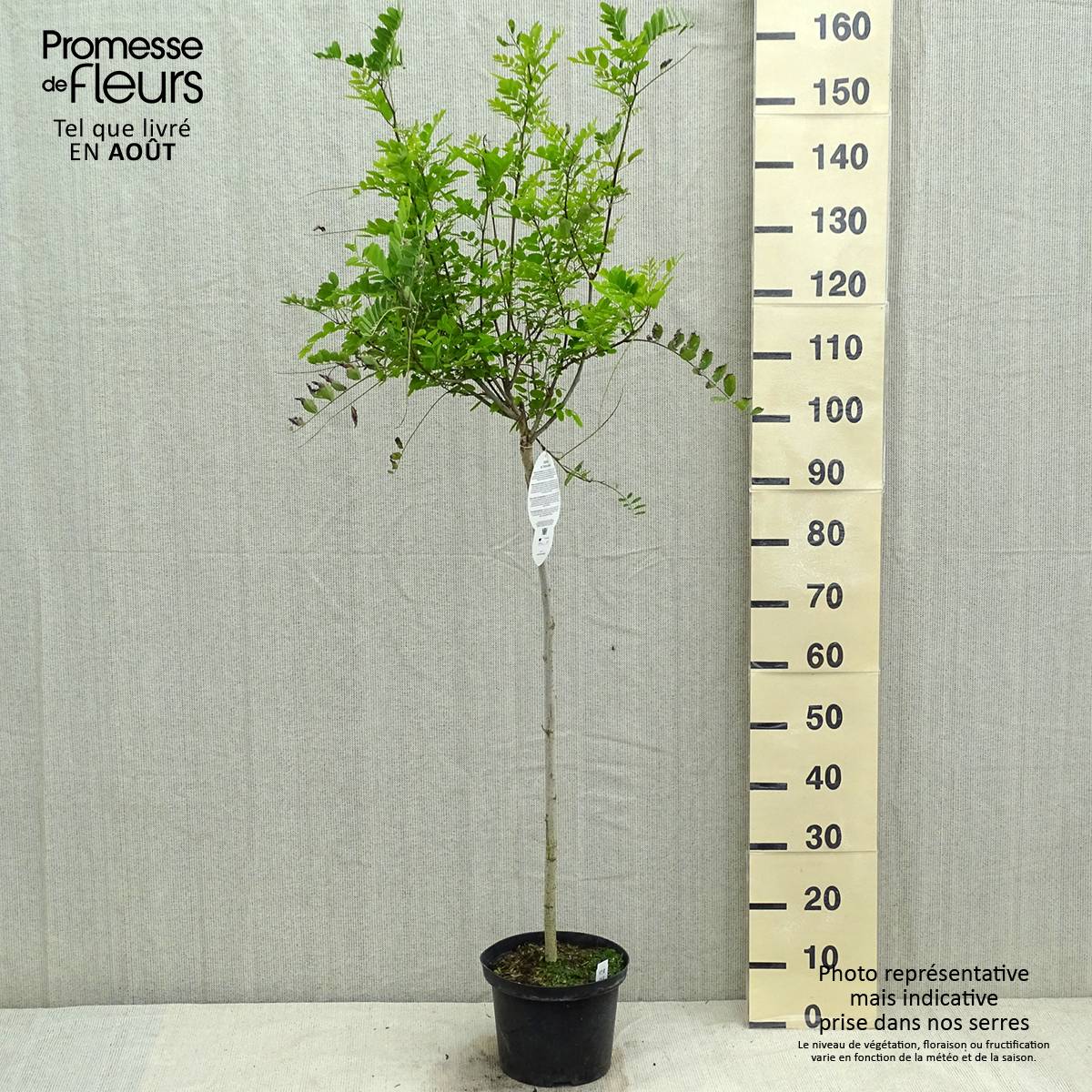 Promesse de Fleurs - Robinia pseudoacacia Umbraculifera - Acacia boule. Pot de 4L/5L, Demi-Tige - Image 2