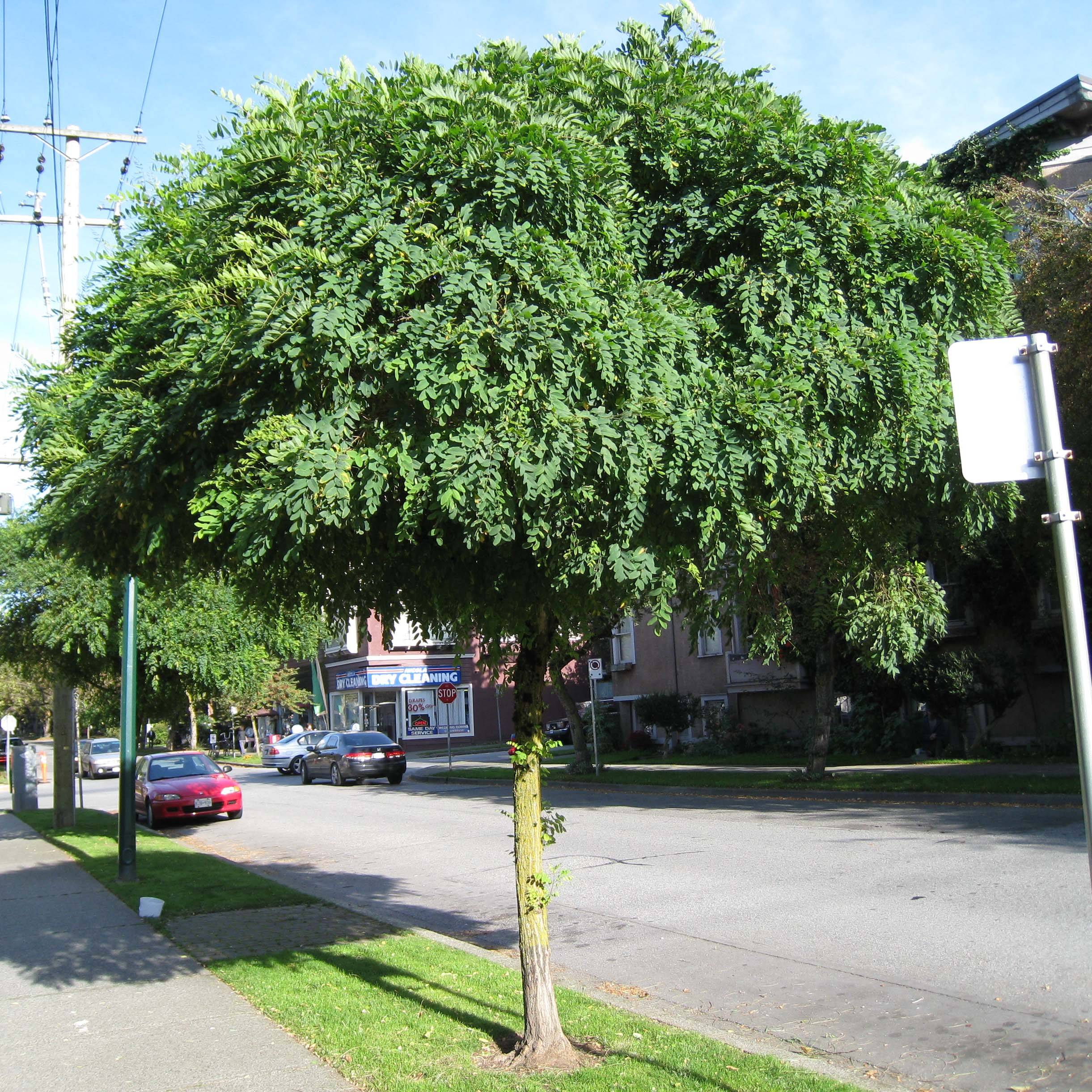 Promesse de Fleurs - Robinia pseudoacacia Umbraculifera - Acacia boule. Pot de 4L/5L, Demi-Tige