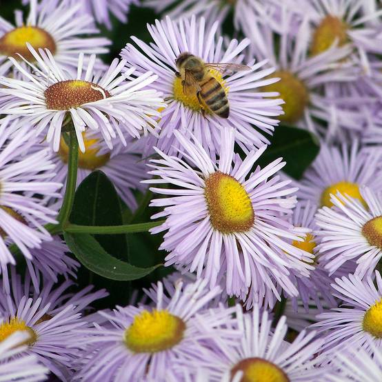 Erigeron Quakeress Godet de 8/9 cm