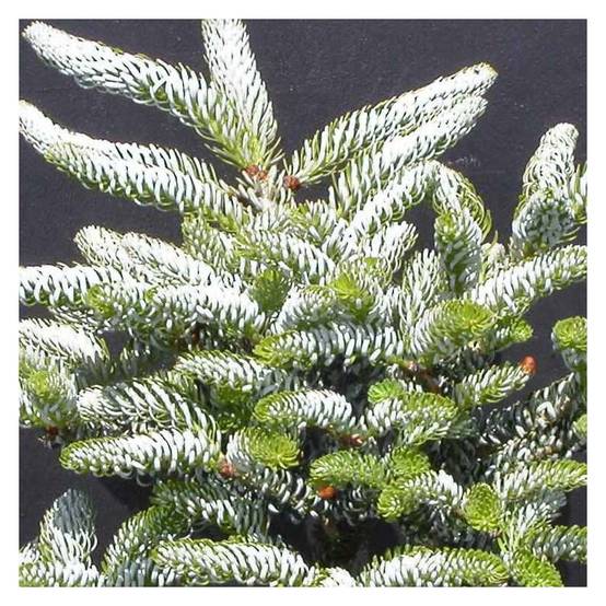 Sapin de Corée Silberlocke, Abies koreana - Pot de 5L - 40/60 cm - Image 3