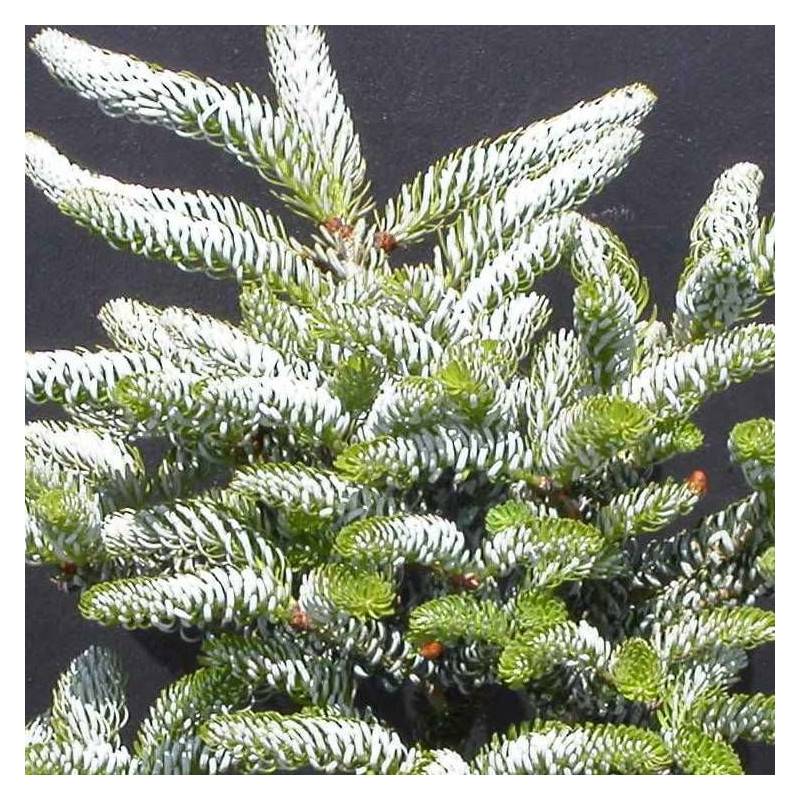 Sapin de Corée Silberlocke, Abies koreana - Pot de 5L - 40/60 cm - Image 3