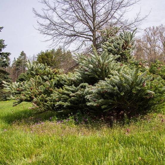 Sapin de Corée Silberlocke, Abies koreana - Pot de 5L - 40/60 cm - Image 6