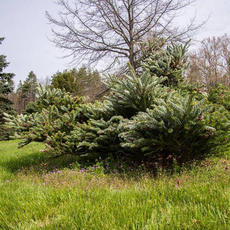 Sapin de Corée Silberlocke, Abies koreana - Pot de 5L - 40/60 cm - Image 6