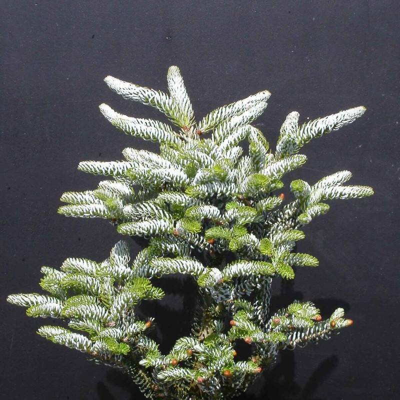 Sapin de Corée Silberlocke, Abies koreana - Pot de 5L - 40/60 cm - Image 1