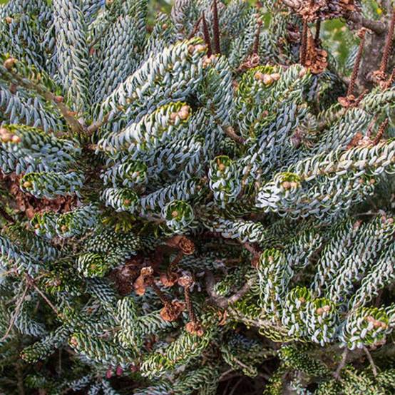 Sapin de Corée Silberlocke, Abies koreana - Pot de 5L - 40/60 cm - Image 5