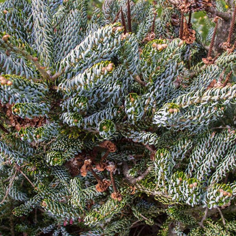 Sapin de Corée Silberlocke, Abies koreana - Pot de 5L - 40/60 cm - Image 5