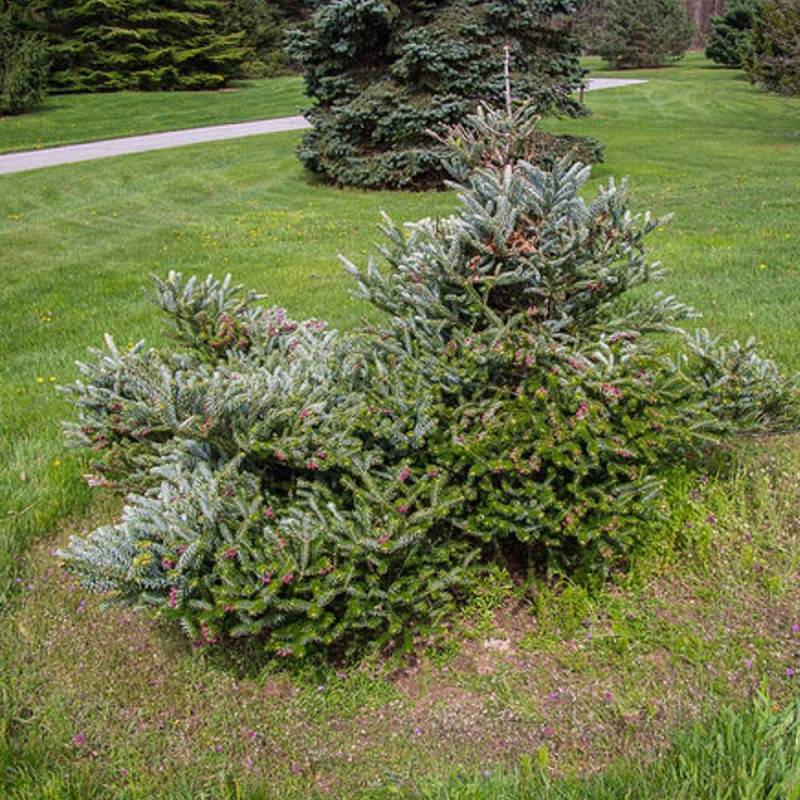 Sapin de Corée Silberlocke, Abies koreana - Pot de 5L - 40/60 cm - Image 7