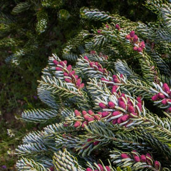Sapin de Corée Silberlocke, Abies koreana - Pot de 5L - 40/60 cm - Image 9