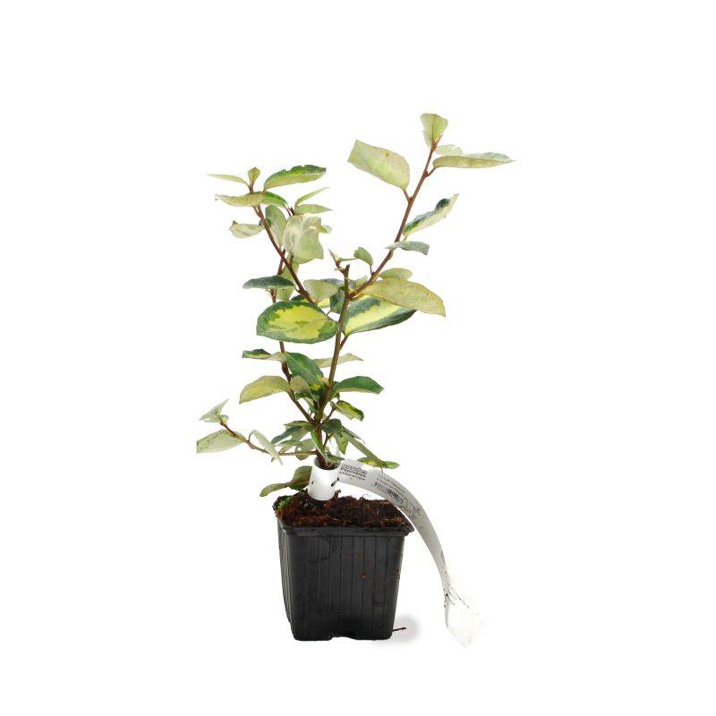 Chalef de Ebbing (Elaeagnus ebbingei 'Limelight') - Godet - Taille 13/25cm - Pépinières Naudet - Image 2
