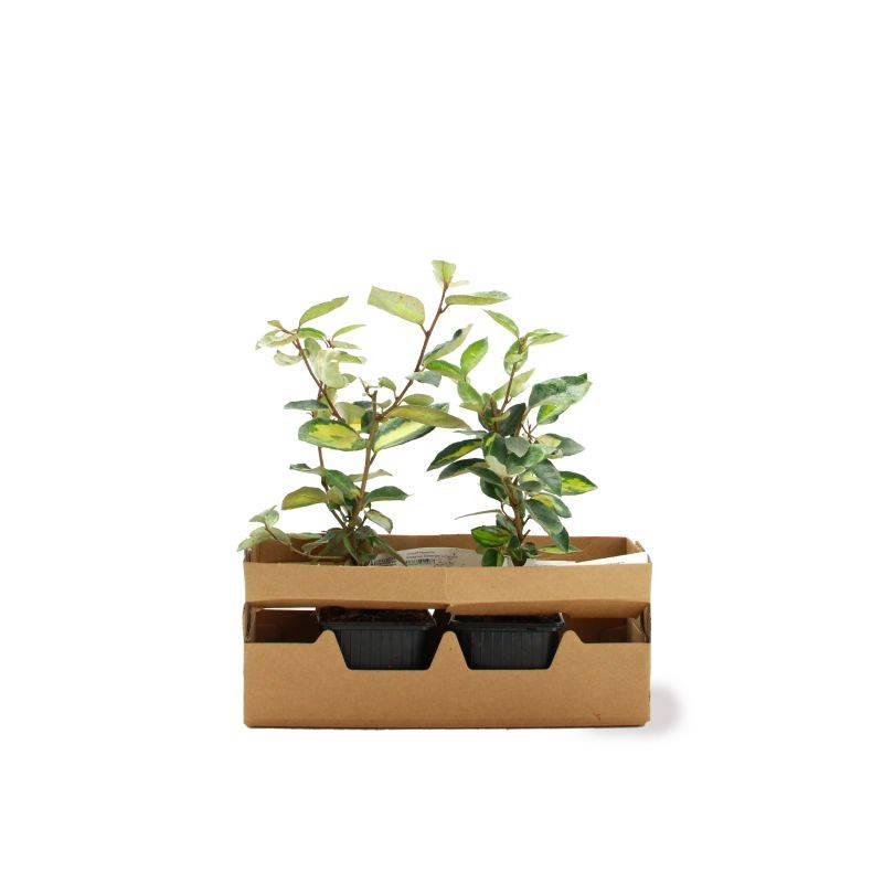 Chalef de Ebbing (Elaeagnus ebbingei 'Limelight') - Godet - Taille 13/25cm - Pépinières Naudet - Image 4