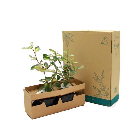 Chalef de Ebbing (Elaeagnus ebbingei 'Limelight') - Godet - Taille 13/25cm - Pépinières Naudet - Image 5