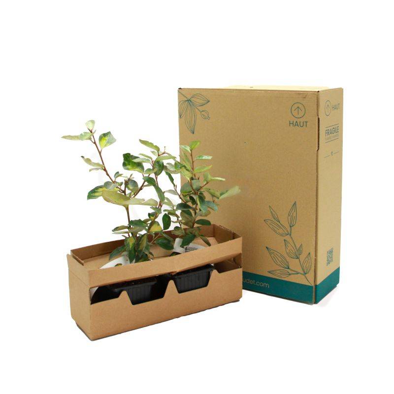 Chalef de Ebbing (Elaeagnus ebbingei 'Limelight') - Godet - Taille 13/25cm - Pépinières Naudet - Image 5