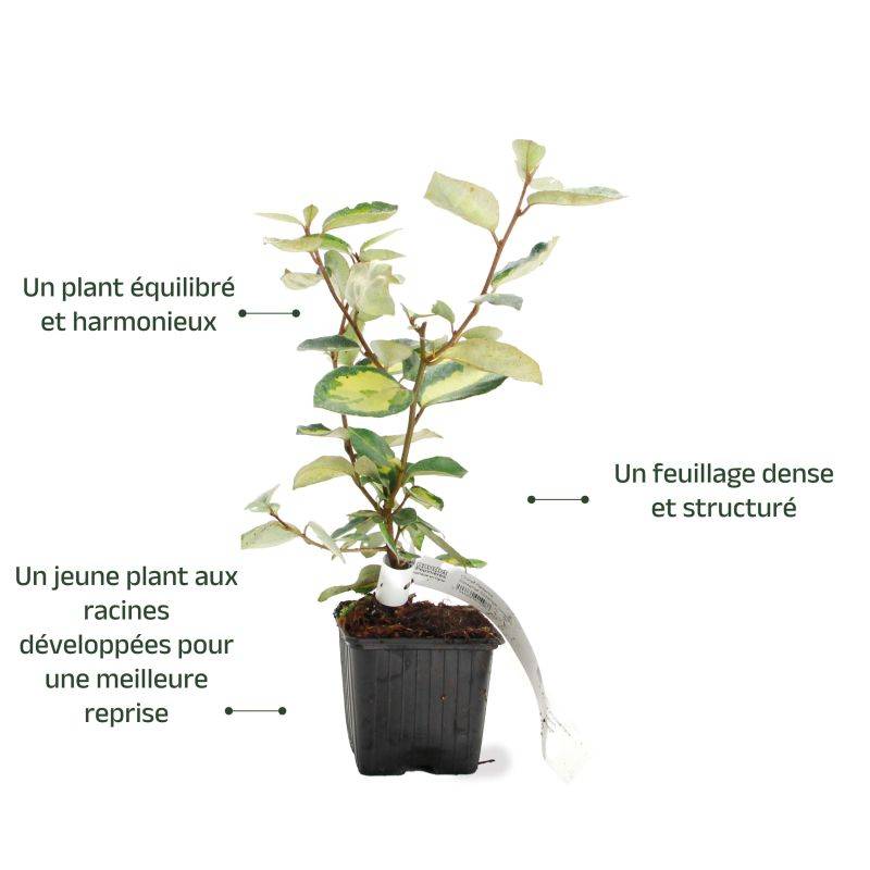 Chalef de Ebbing (Elaeagnus ebbingei 'Limelight') - Godet - Taille 13/25cm - Pépinières Naudet - Image 3