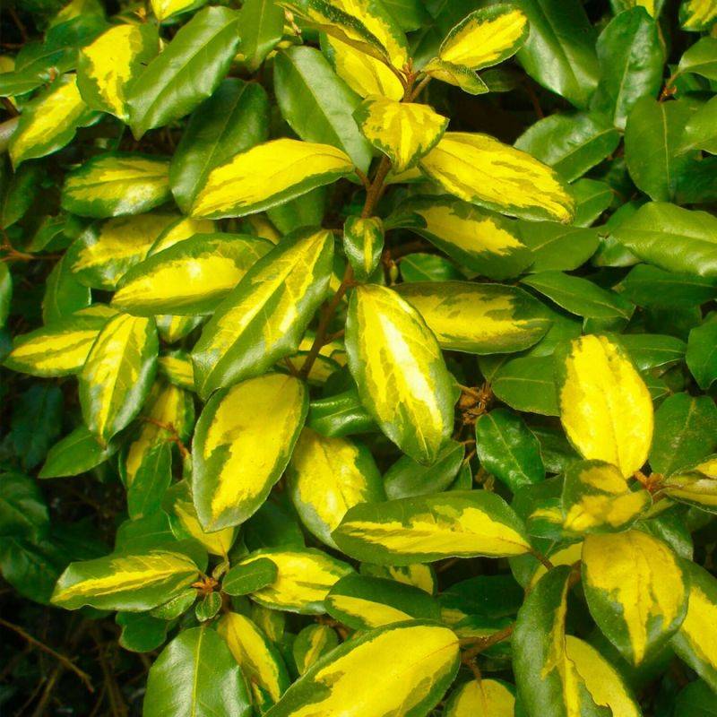 Chalef de Ebbing (Elaeagnus ebbingei 'Limelight') - Godet - Taille 13/25cm - Pépinières Naudet