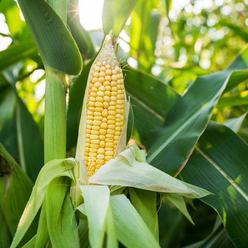 Promesse de Fleurs - Maïs doux Golden Bantam - Zea Mays le sachet de 40 ? 60 graines environ (10g)
