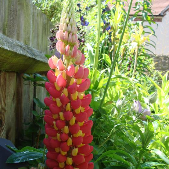 Lupin West Country Tequila Flame rouge et jaune Pot de 10 cm/11cm
