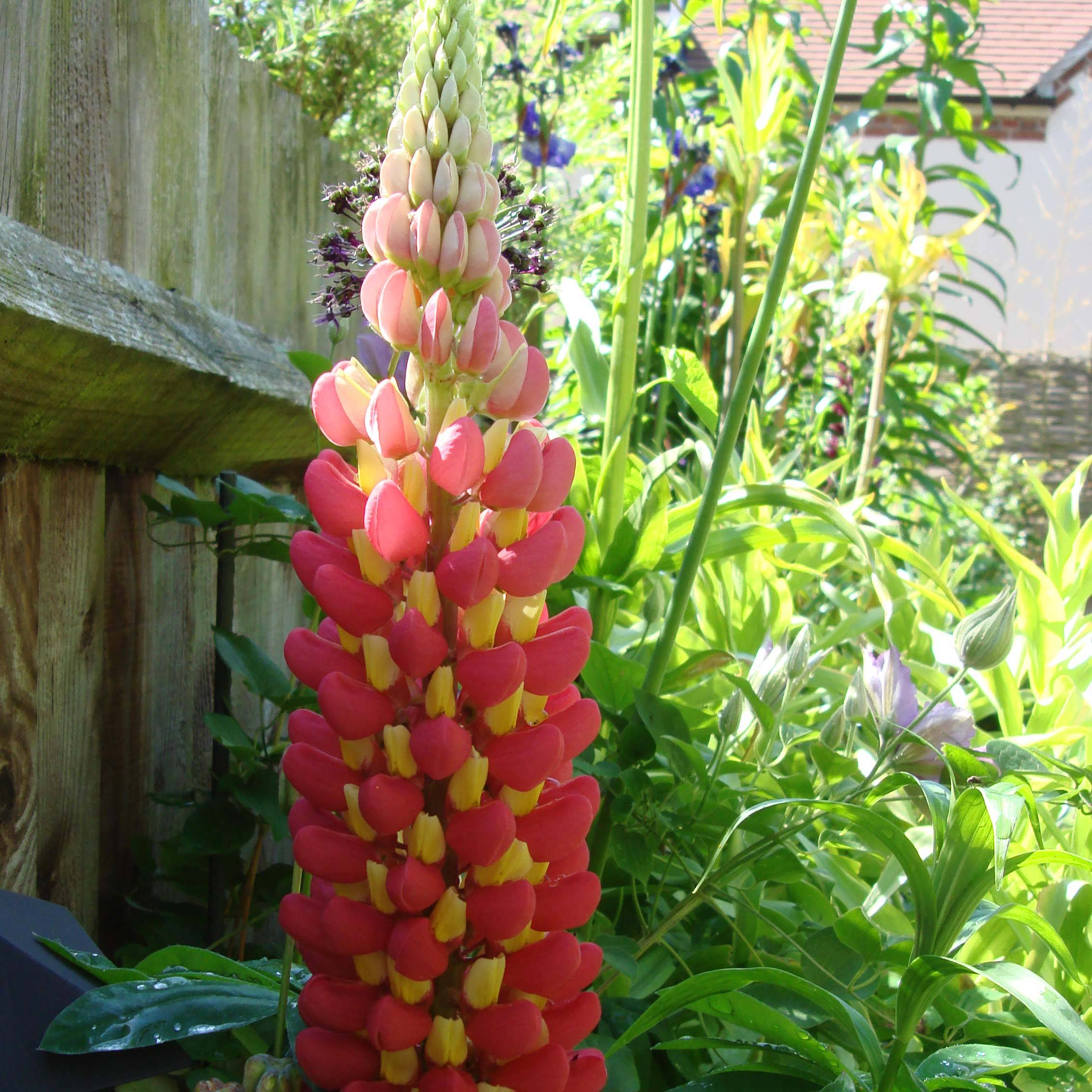 Lupin West Country Tequila Flame rouge et jaune Pot de 10 cm/11cm