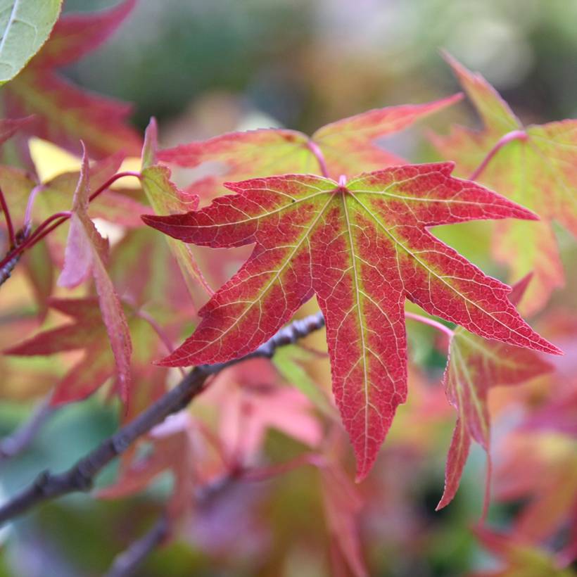 Promesse de Fleurs - Liquidambar styraciflua Worplesdon Pot de 4L/5L - Image 1