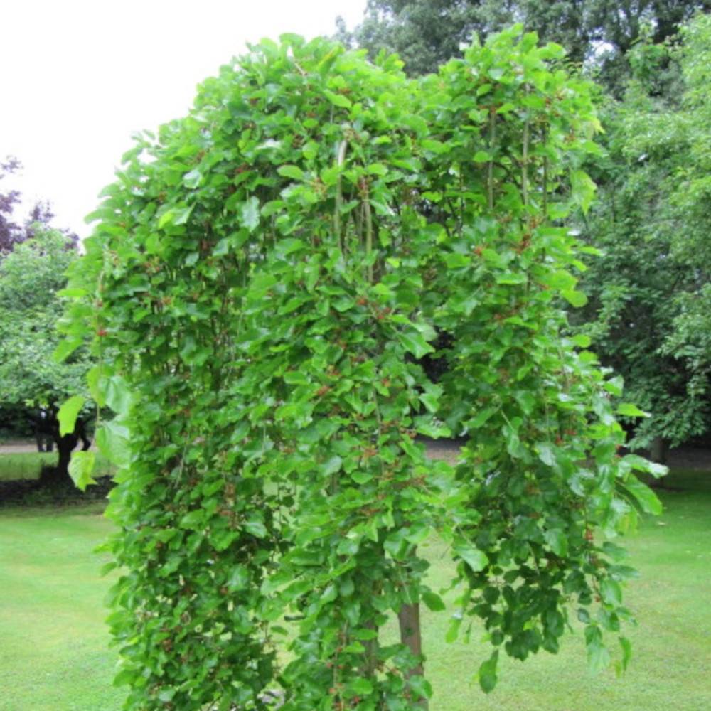 Mûrier blanc pleureur, Morus - Pot de 30L - Tige 8/10 - Image 1