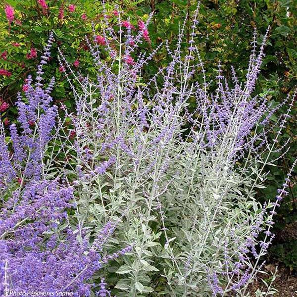 Promesse de Fleurs - Perovskia Silvery Blue - Sauge d'Afghanistan Godet de 8/9 cm - Image 1