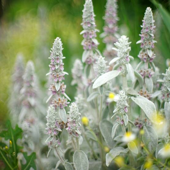 Stachys byzantina Silver Carpet - Oreille d'ours Godet de 8/9 cm