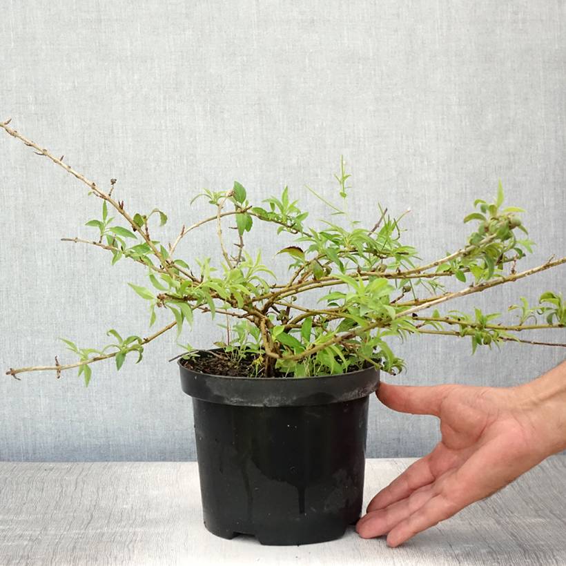Forsythia Mêlée d'Or - Mimosa de Paris Pot de 3L/4L - Image 2