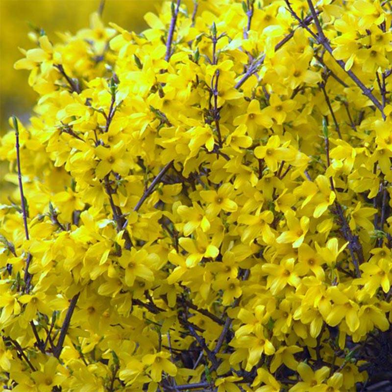 Forsythia Mêlée d'Or - Mimosa de Paris Pot de 3L/4L
