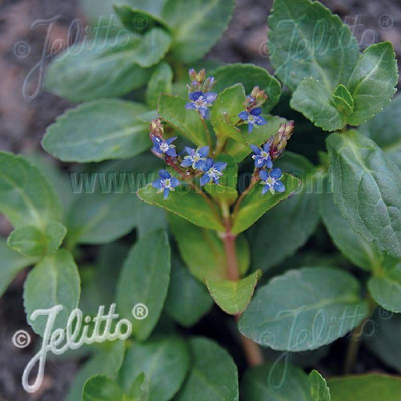 Véronique des ruisseaux beccabunga à fleurs Bleue/ - feuillage Persistant - Godet - 5/20 cm - Image 1