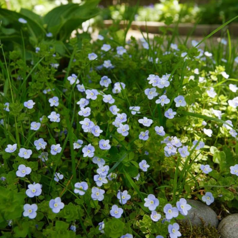 Véronique des ruisseaux beccabunga à fleurs Bleue/ - feuillage Persistant - Godet - 5/20 cm - Image 2
