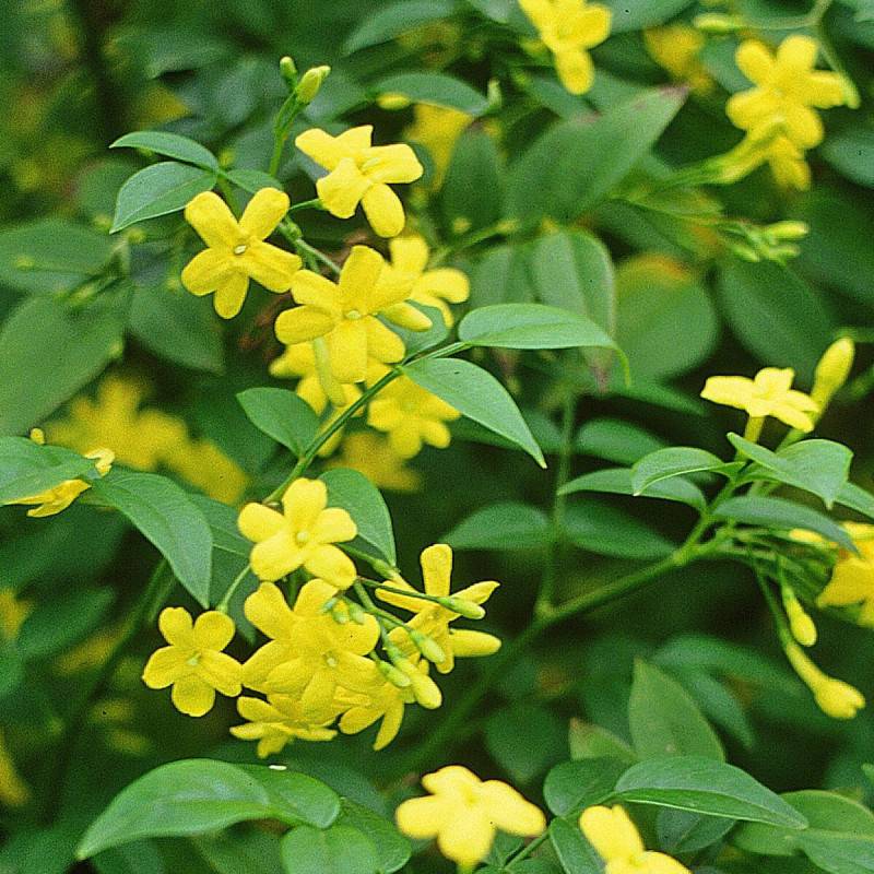 Jasmin primevère à fleurs Jaune - feuillage Caduc - Pot de 3L - Echelle bambou 60/120 cm-  hauteur à maturité De 2,00 m à 2,50 m - Image 5