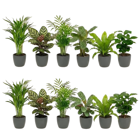 0 - Plantes Purificatrices avec Pot Anthracite - Set de 12 - Image 1