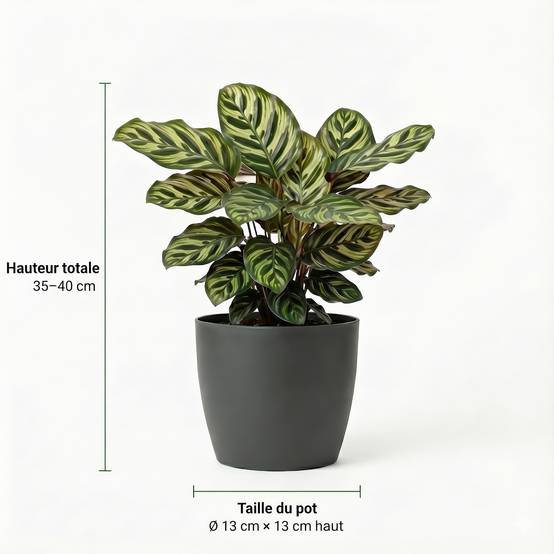0 - Plantes Purificatrices avec Pot Anthracite - Set de 12 - Image 4
