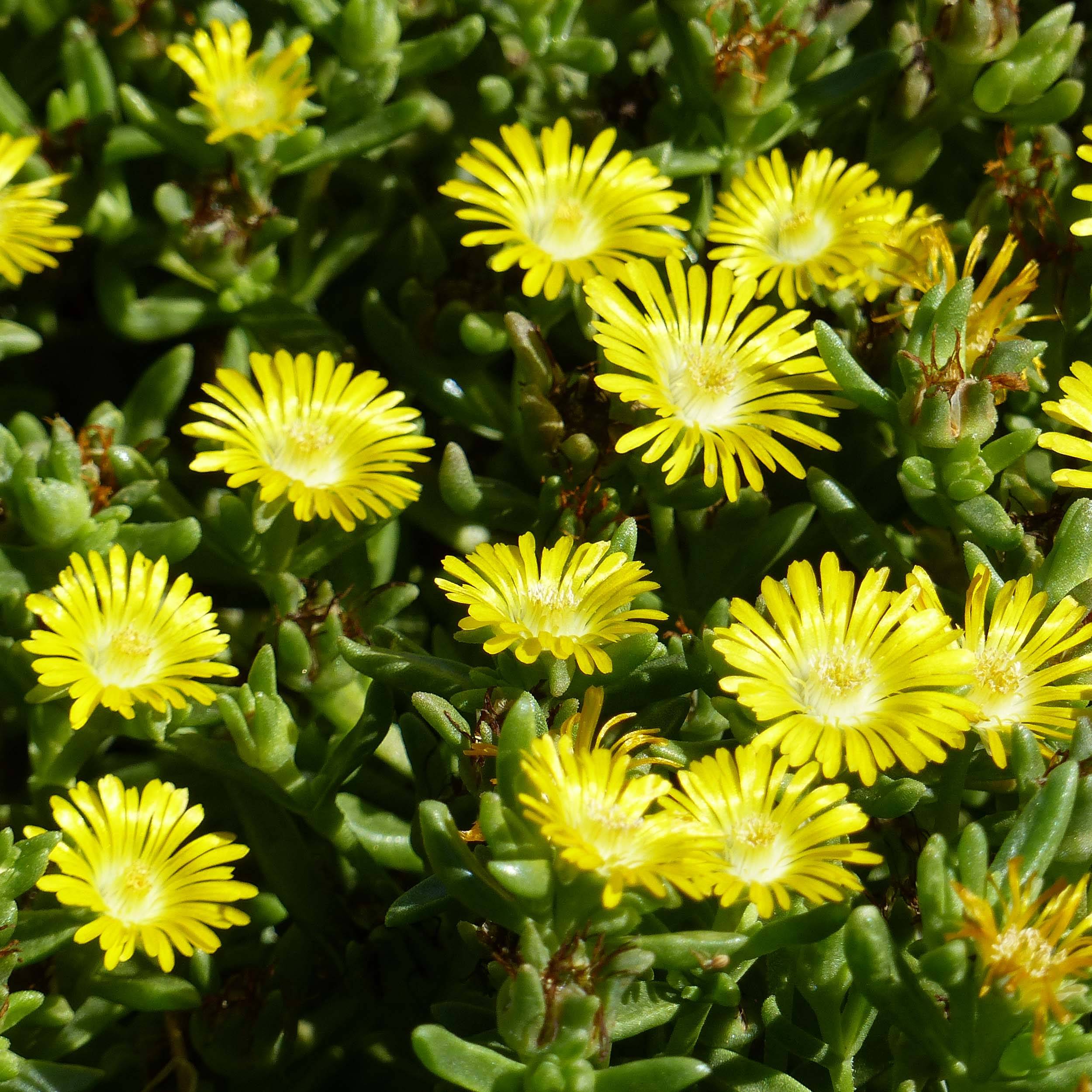 Promesse de Fleurs - Delosperma Wheels of Wonder Golden Godet de 7/8 cm