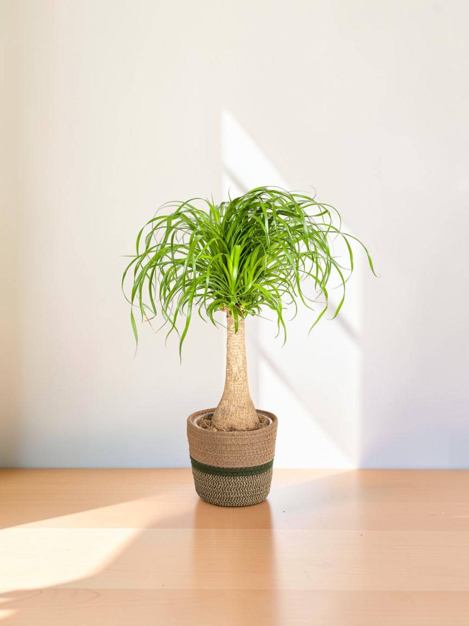 Beaucarnea Recurvata Tige - H80cm - Image 1