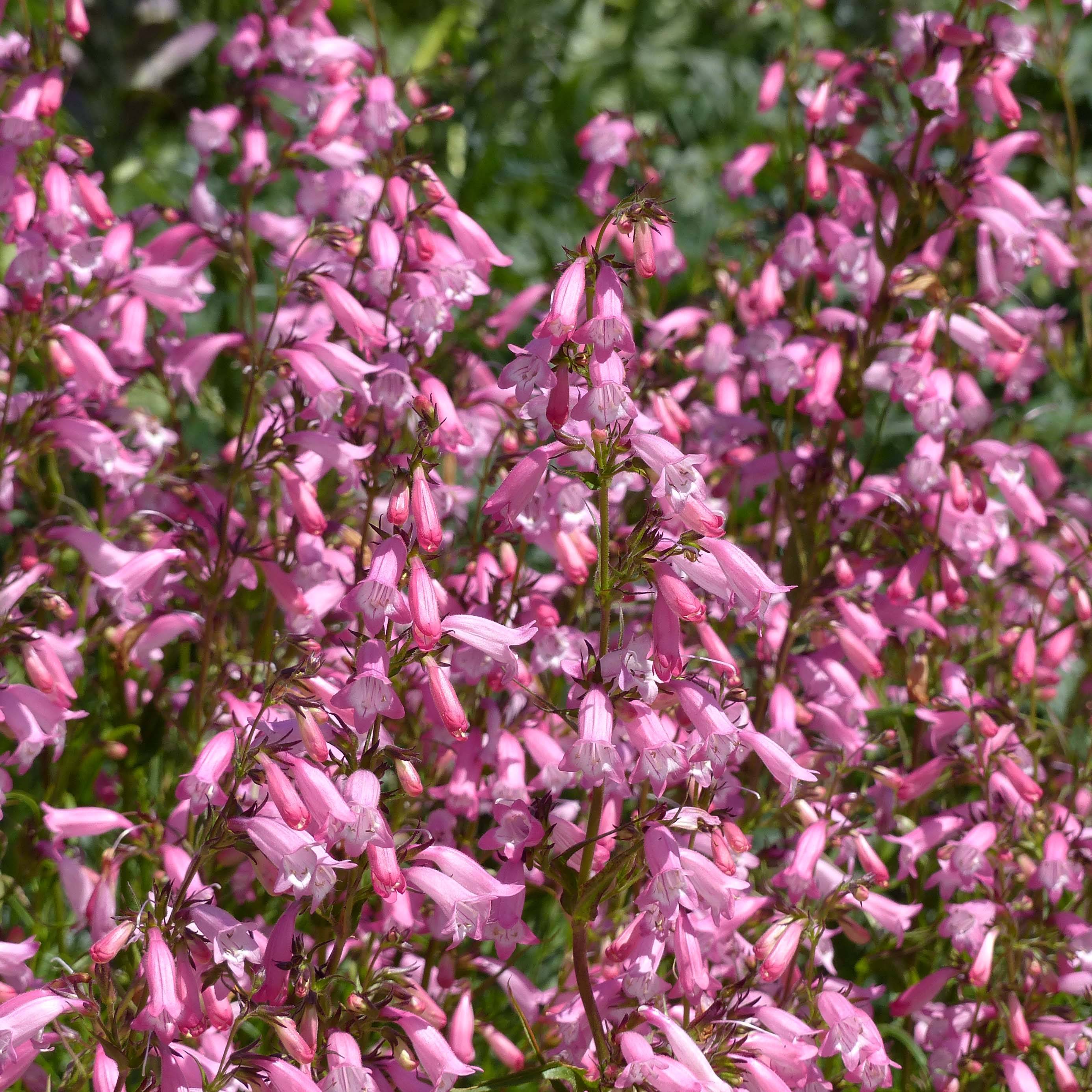 Promesse de Fleurs - Penstemon Evelyn - Galane Godet de 8/9 cm