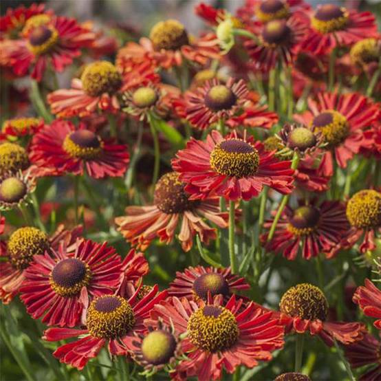 Promesse de Fleurs - Helenium Ranchera - Hélénie rouge foncé. Godet de 8/9 cm
