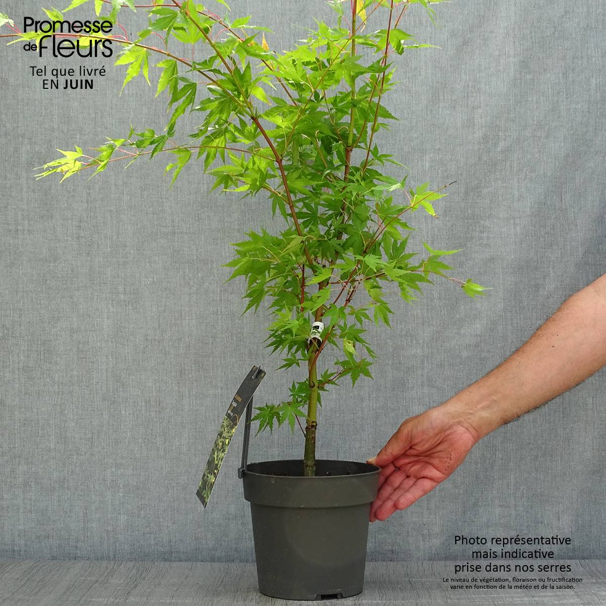 Erable du Japon - Acer palmatum Sangokaku (Senkaki) Pot de 2L/3L - Image 2
