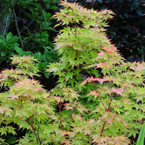 Erable du Japon - Acer palmatum Sangokaku (Senkaki) Pot de 2L/3L - Image 1