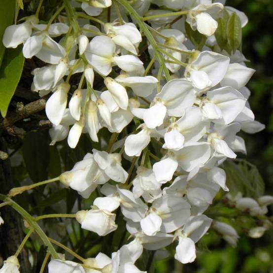 Glycine du Japon - Wisteria venusta Pot de 2L/3L, Plant greffé de + de 18 mois